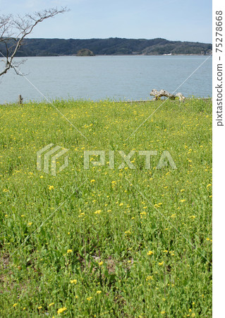 Tottori four seasons walk spring Qingdao Tottori four seasons walk spring Qingdao 75278668