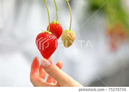 The moment of picking strawberries in a house full of happy scents The moment of picking strawberries in a house full of happy scents 75278738