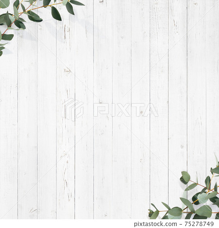 A refreshing background composed of white wooden walls and eucalyptus leaves-there are multiple variations A refreshing background composed of white wooden walls and eucalyptus leaves-there are multiple variations 75278749