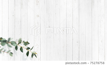 A refreshing background composed of white wooden walls and eucalyptus leaves-there are multiple variations 75278758
