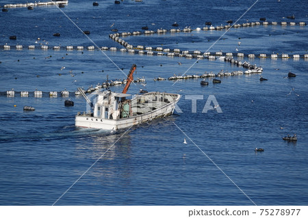 Kashiwajima tuna farm 75278977