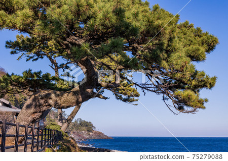 (Shizuoka Prefecture) Izu Inatori Bay, a stately pine tree 75279088