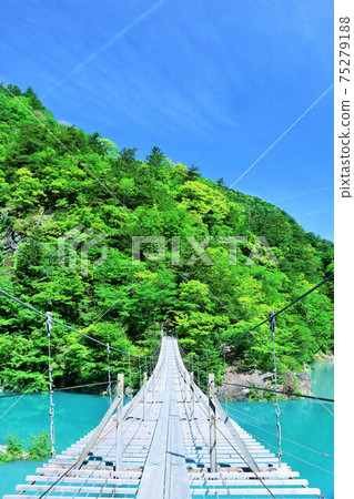 新鮮綠色吊橋和初夏的夢想在靜岡縣 75279188