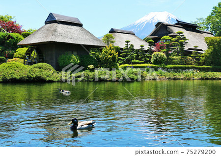 Oshino Hachikai in early summer of Yamanashi Prefecture 75279200