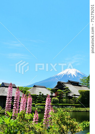 山梨縣初夏的忍野八幡 75279201