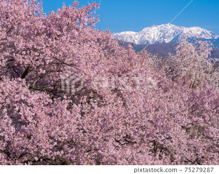 4月長野縣/伊那南部阿爾卑斯山和高藤城堡遺跡Kohiganzakura 75279287