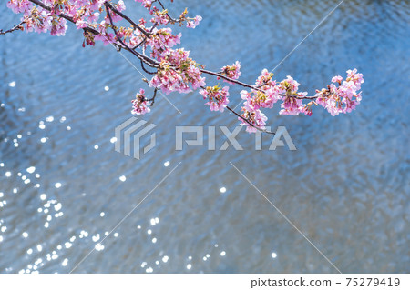 三重縣松阪市沿水道開出的松川津櫻路 75279419