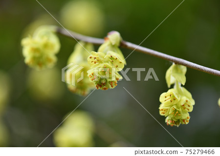 鳳尾蘭花 75279466