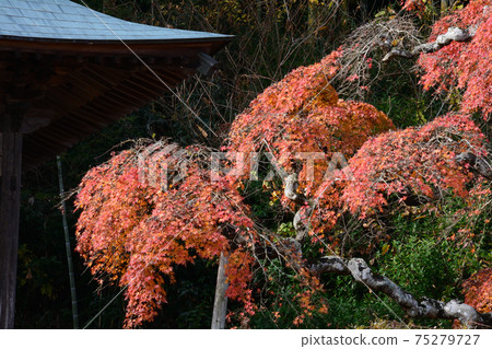 I went to see Nakakamado Weeping Momiji # 59 75279727