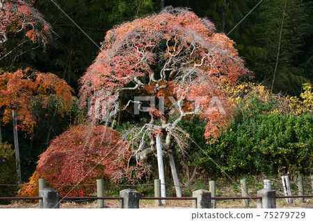 我去看中kamado哭泣的Momiji＃57 75279729