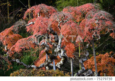 我去看了中ka多哭泣的Momiji＃56 75279730