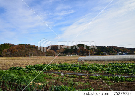 I went to see Nakakamado Weeping Momiji # 54 75279732