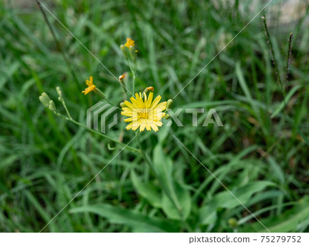 菊花與綠色草叢 菊花與綠色草叢 75279752