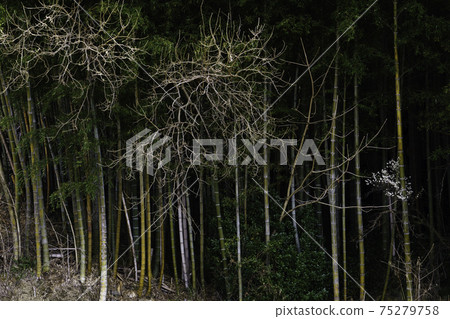 Bamboo groves and white plum 75279758