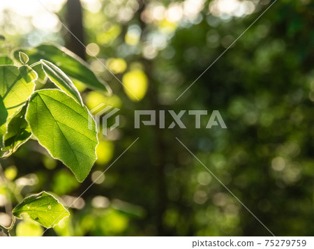 Transparent green leaf background 75279759