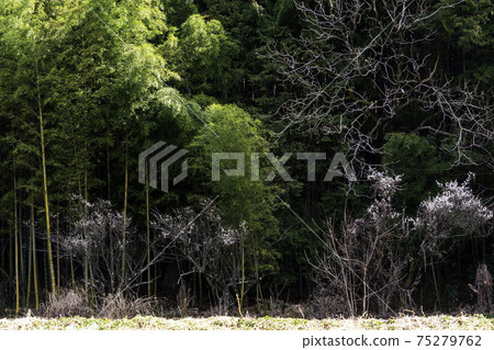 Bamboo groves and white plum 75279762