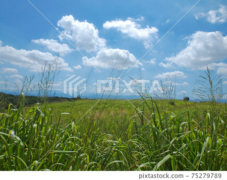 Grassland scenery on the mountain Grassland scenery on the mountain 75279789