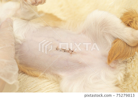 狗避孕和去勢的手術痕跡 75279813