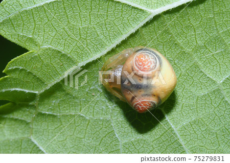 Otorino Fundamesi (female) Otorino Fundamesi (female) 75279831