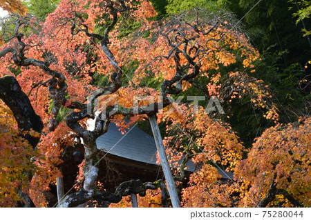 我去看了中ka多哭泣的Momiji＃68 75280044