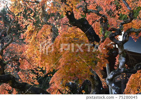 我去看中ka藤哭泣的Momiji＃67 75280045