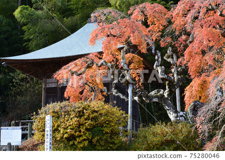 我去看了中ka多哭泣的Momiji＃66 75280046