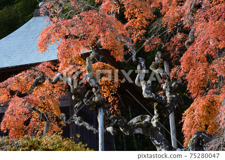 我去看了中ka藤哭泣的Momiji＃65 75280047