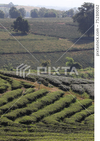 Step pattern on the hill of Tea Plantations farm, nature mountain backgrounds Step pattern on the hill of Tea Plantations farm, nature mountain backgrounds 75280082