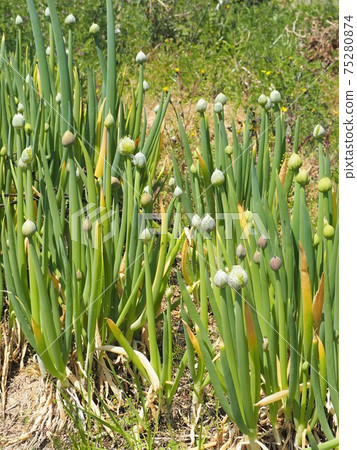 Welsh onion shaved growing in the spring field 75280874