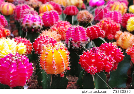 Amsterdam Flower Market, Netherlands Amsterdam Flower Market, Netherlands 75280883