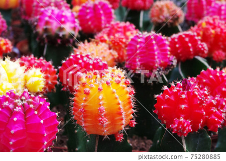 Amsterdam Flower Market, Netherlands Amsterdam Flower Market, Netherlands 75280885