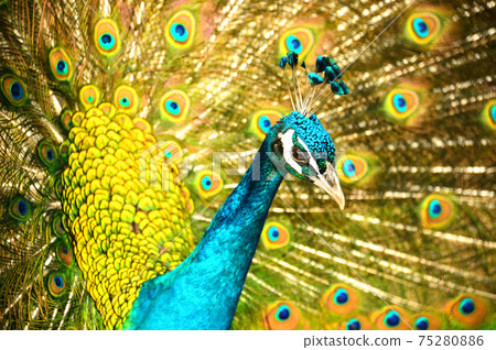 Peacock Peacock 75280886