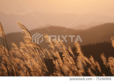 Miscanthus sinensis illuminated by the setting sun and the mountains behind it Miscanthus sinensis illuminated by the setting sun and the mountains behind it 75280908
