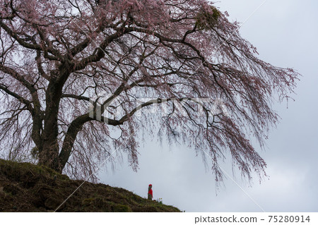 Kamihotchi垂枝櫻花樹 Kamihotchi垂枝櫻花樹 75280914