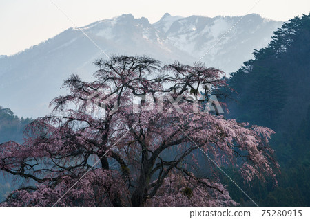 Weeping cherry blossoms and Mt. Hotaka Weeping cherry blossoms and Mt. Hotaka 75280915