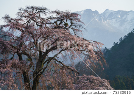 Weeping cherry blossoms and Mt. Hotaka Weeping cherry blossoms and Mt. Hotaka 75280916