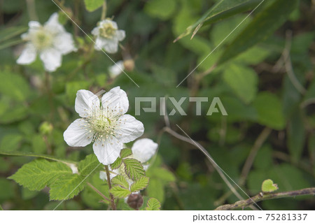 覆盆子/懸鉤子白花的白花 75281337