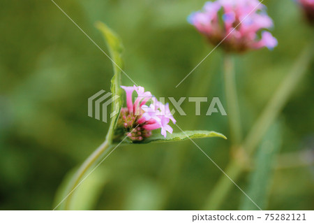 Purple flowers growing in winter. Purple flowers growing in winter. 75282121
