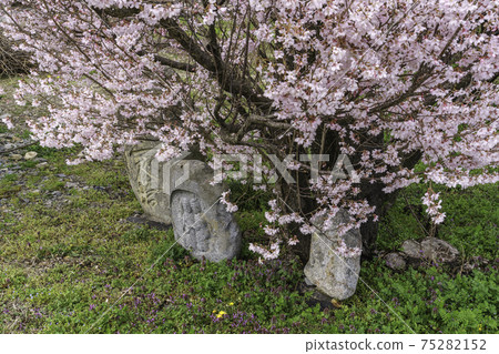 Sakura and Dosojin Sakura and Dosojin 75282152