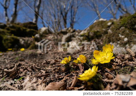 阿穆爾山剛開始在石灰岩地形的山地上開花 75282289