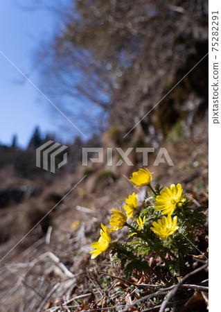 Amur adonis just beginning to bloom on the mountain surface of limestone terrain 75282291