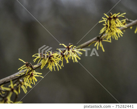 Spring announcement flower that blooms in early spring Hamamelis mollis flower 75282441