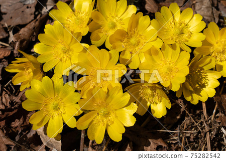 在早春的陽光下開始綻放的野生東北阿穆爾人 75282542