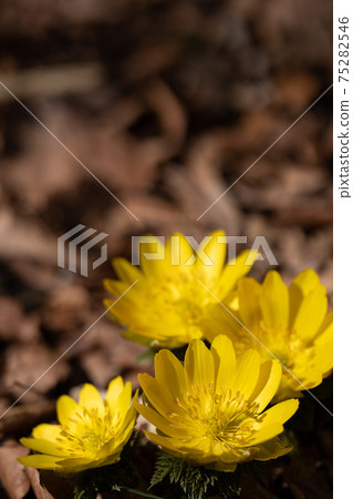 Wild Amur adonis that began to bloom in the early spring light 75282546