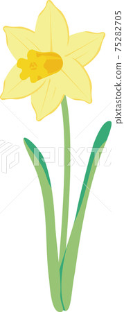 Narcissus narcissus daffodil spring flower plant yellow illustration material 75282705