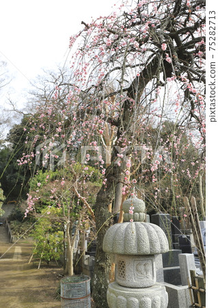 千葉縣長山市，赤山山黴素哭泣李長山 75282713