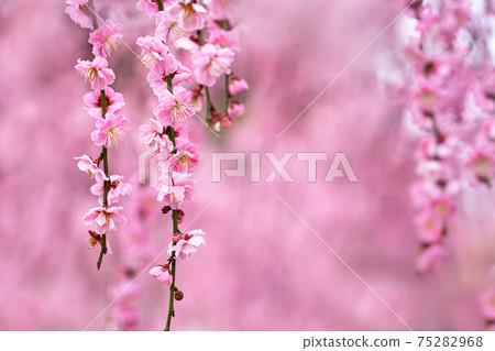 垂枝盛開的梅花枝 75282968