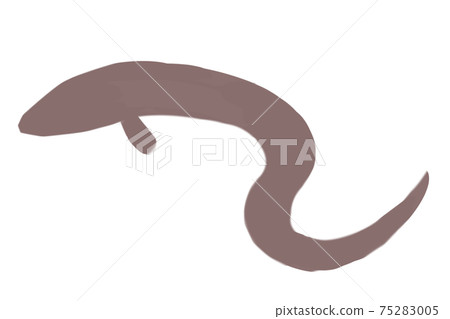 康吉鰻剪影 康吉鰻剪影 75283005