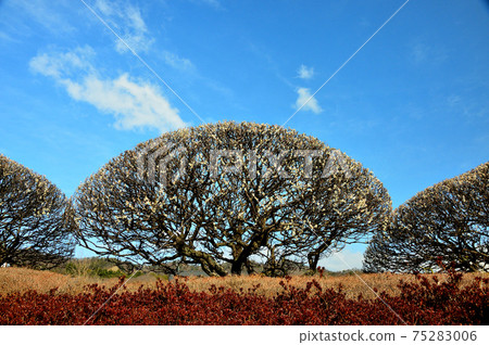 早春梅花（栗田博物館） 75283006