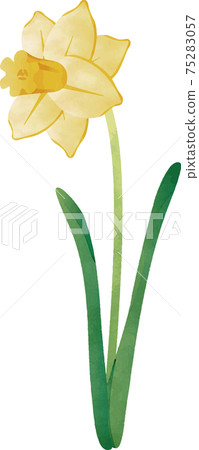 Narcissus narcissus daffodil watercolor spring flower illustration material 75283057